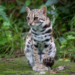 Indochinese leopard cat : Thrigby Hall : 26 Sep 2017