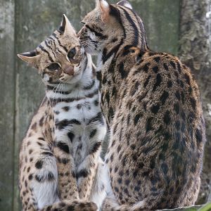 Indochinese leopard cat : Thrigby Hall : 26 Sep 2017