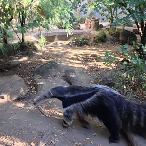 Giant Anteater