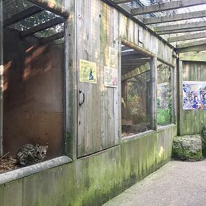 Cats Cloisters (part) : Thrigby Hall : 26 Sep 2017