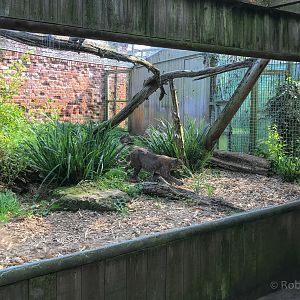 Tibetan golden cat (exhibit) : Thrigby Hall : 26 Sep 2017
