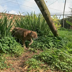 Tibetan golden cat (exhibit) : Thrigby Hall : 26 Sep 2017
