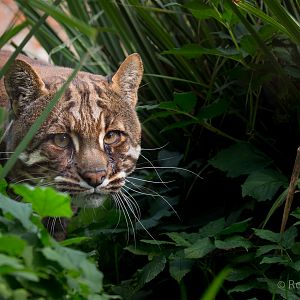 Tibetan golden cat : Thrigby Hall : 26 Sep 2017