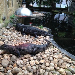 Spectacled Caimans - (Caiman crocodilus)