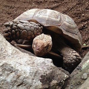 African-Spurred Tortoise - (Centrochelys Sulcata)