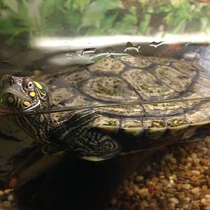 Mississippi Map Turtle - (Graptemys pseudogeographica kohni)