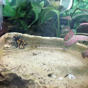 Yellow-Banded Poison Dart Frog - (Dendrobates leucomelas)