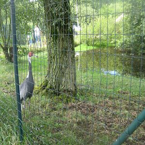 Vogelpark Niendorf - White-naped crane exhibit