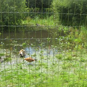 Vogelpark Niendorf - Sandhill crane exhibit