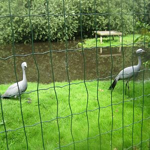 Vogelpark Niendorf - Blue crane exhibit