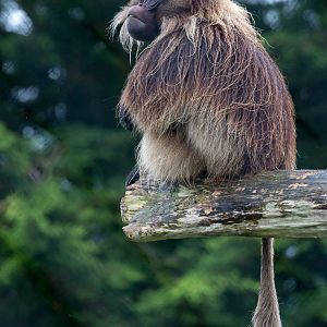 Gelada : Banham Zoo : 29 Sep 2017