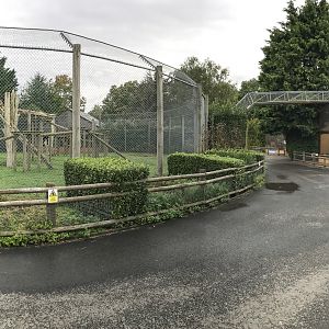 Gelada (exhibit) : Banham Zoo : 29 Sep 2017