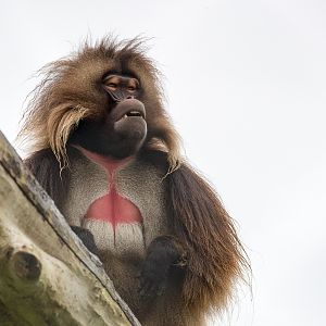 Gelada : Banham Zoo : 29 Sep 2017