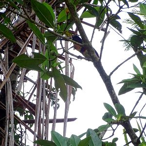 Collared aracari