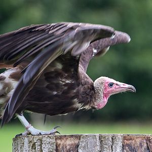 Hooded vulture : Banham Zoo : 29 Sep 2017