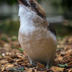 Laughing kookaburra : Banham Zoo : 29 Sep 2017