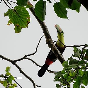 Keel-billed toucan