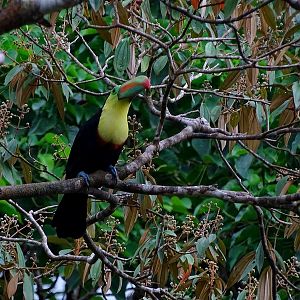 Keel-billed toucan