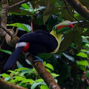 Keel-billed toucan