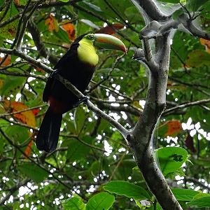 Keel-billed toucan