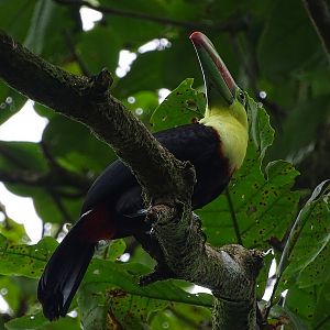 Keel-billed toucan