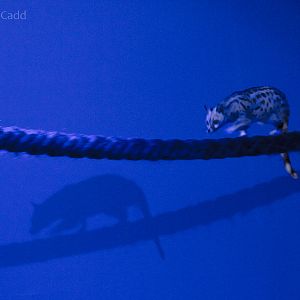 European genet : Banham Zoo : 29 Sep 2017