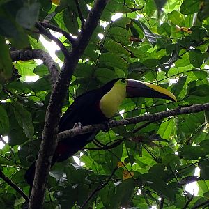 Swainson's Toucan