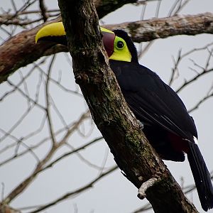 Swainson's Toucan