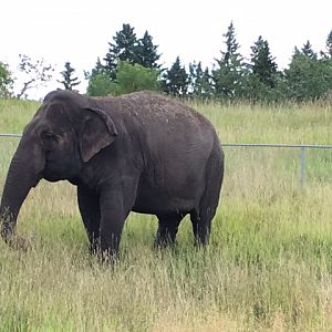 Lucy the Asian Elephant - being walked around the zoo by her keepers