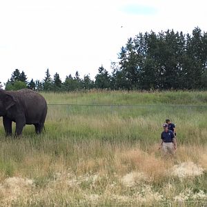 Lucy the Asian Elephant - being walked around the zoo by her keepers