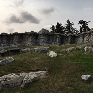 Rocky Mountain Goat Exhibit (Canadian Wilds)