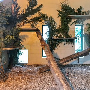 Sri Lankan leopard (exhibit) : Banham Zoo : 29 Sep 2017