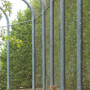 Sri Lankan leopard (exhibit) : Banham Zoo : 29 Sep 2017