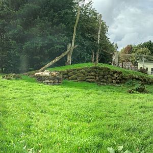 Sri Lankan leopard (exhibit) : Banham Zoo : 29 Sep 2017