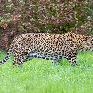 Sri Lankan leopard : Banham Zoo : 29 Sep 2017