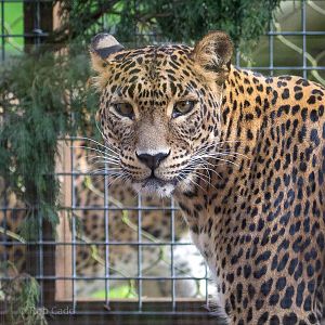 Sri Lankan leopard : Banham Zoo : 29 Sep 2017