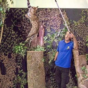 Serval (jump) : Banham Zoo : 29 Sep 2017