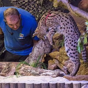 Serval (pounce) : Banham Zoo : 29 Sep 2017