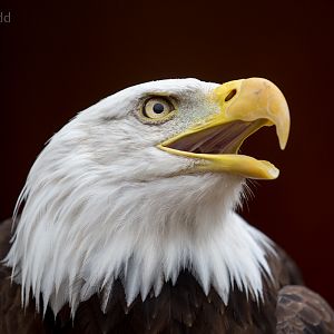 Bald eagle : Banham Zoo : 29 Sep 2017