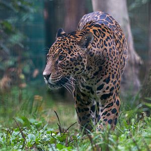 Jaguar : Amazona Zoo : 28 Sep 2017