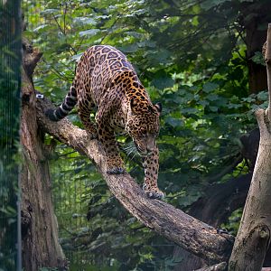 Jaguar : Amazona Zoo : 28 Sep 2017