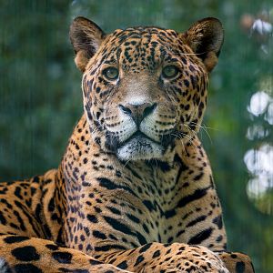 Jaguar : Amazona Zoo : 28 Sep 2017