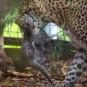 Sri Lankan leopard (with cub) : Banham Zoo : 29 Sep 2017