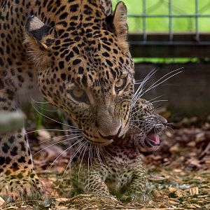 Sri Lankan leopard (with cub) : Banham Zoo : 29 Sep 2017