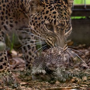 Sri Lankan leopard (with cub) : Banham Zoo : 29 Sep 2017