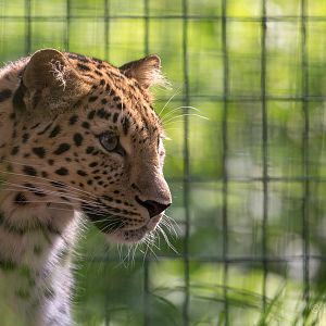 Amur leopard : Thrigby Hall : 26 Sep 2017
