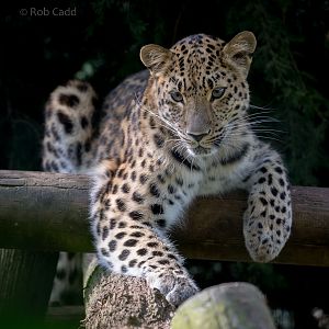 Amur leopard : Thrigby Hall : 26 Sep 2017