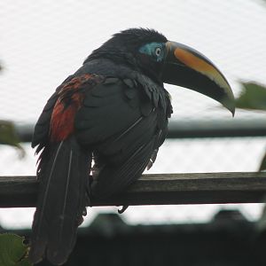 Many-banded Aracari