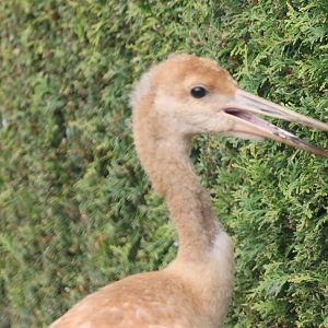 Red-crowned crane chick