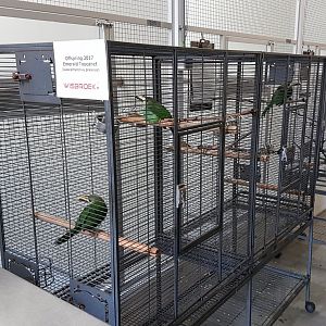 Emerald toucanet-youngsters